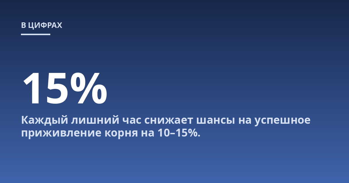 Каждый лишний час снижает шансы на успешное приживление корня на 10–15%.